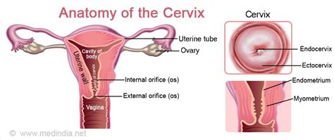 Cervix Anatomy