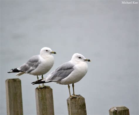 Larus delawarensis (ring-billed gull) at Midwestnaturalist.Com