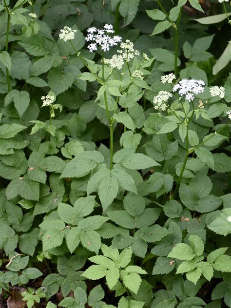 Maryland Biodiversity Project - Bishop's Goutweed (Aegopodium podagraria)