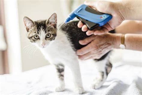 The Tricky Truth: Side Effects of Microchipping Your Cat