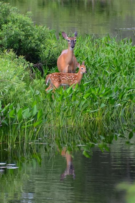 Whitetail Doe With Fawn stock image. Image of animal, outdoors - 2889557