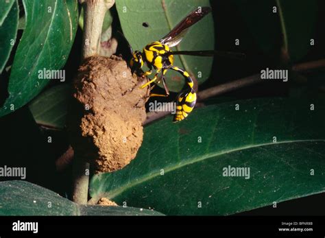 Potter wasp ; mason wasp ; making nest Stock Photo - Alamy