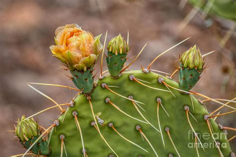 Prickly Pear Cactus Blooms in the Sonoran Desert #3 Photograph by ...