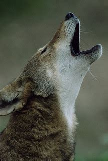 red wolf howl | Visitors come to hear endangered red wolves … | Flickr