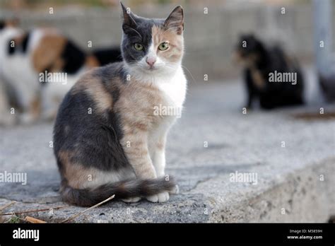 Portrait of cute tricolor cat Stock Photo - Alamy