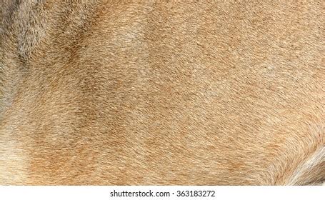 23,360 Lion Skin Images, Stock Photos, and Vectors | Shutterstock