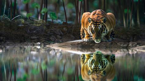 Download Reflection Pond Animal Tiger 4k Ultra HD Wallpaper