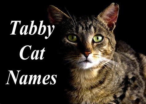 Tabby Cat Names : 100 + Perfect Names | Cat Mania