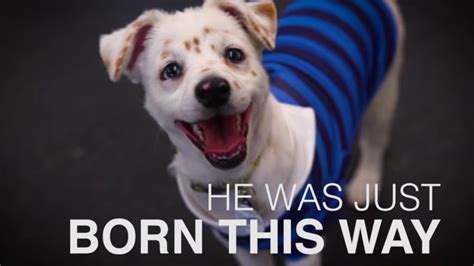 Deaf Girl Teaches Sign Language To Deaf Dog She Rescued From Shelter ...