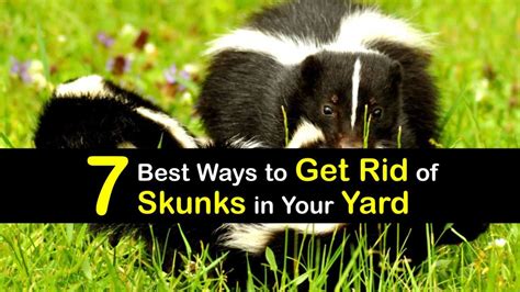 7 Best Ways to Get Rid of Skunks in Your Yard