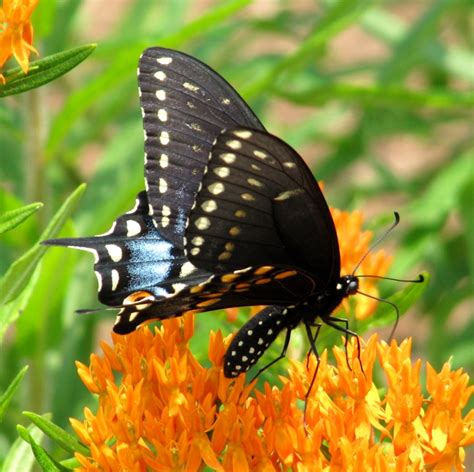 Raise Black Swallowtail Butterflies Indoors