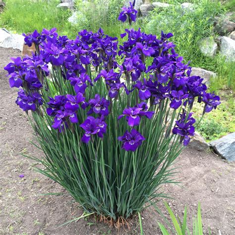 Purple Iris | Beautiful Flowers for Your Garden