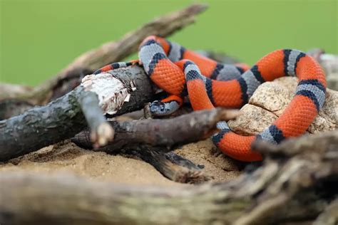 King Snake Care Sheet (A Beginner's Guide to Caring for Kingsnake)