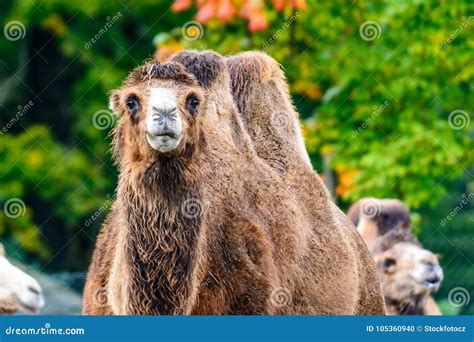 Domestic Bactrian Camel stock photo. Image of mammal - 105360940