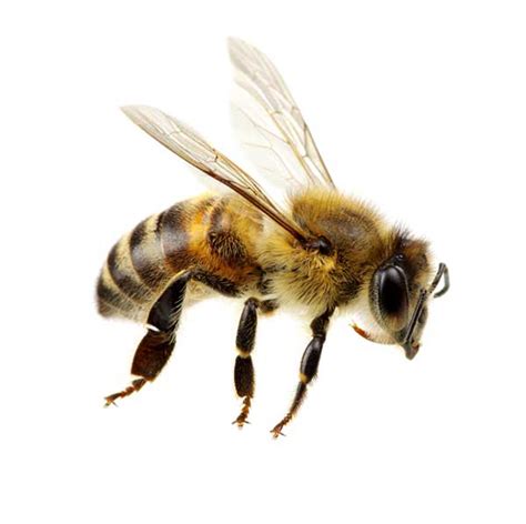 Honey Bee Identification & Info | Suburban Exterminating - Pest Control & Extermination