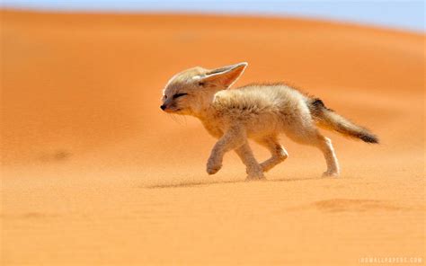 Tibetan Sand Fox Cub wallpaper | animals and birds | Wallpaper Better