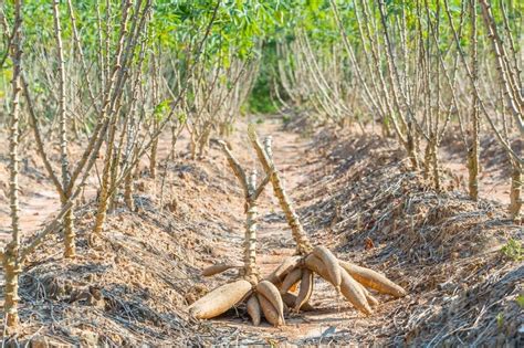 Cassava harvest | Stock Photo | Colourbox