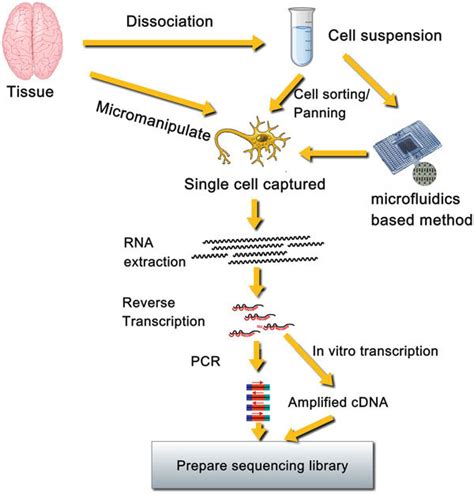 Single Cell Rna Sequencing Reveals Features Of Hematopoietic Stem And ...