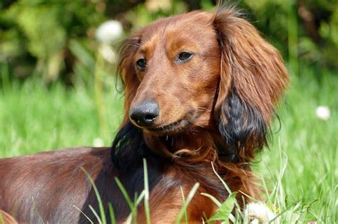 40 Dashing Dachshund Mixes - The Best Doxie Mix Guide