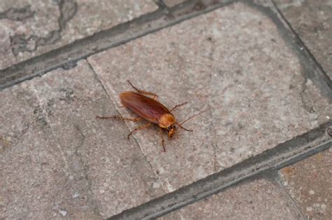 Ways To Prevent Cockroach Infestations In Alberta