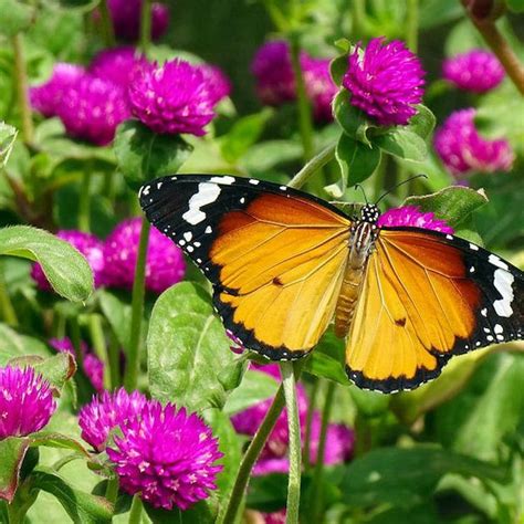 Globe Amaranth Seeds - Etsy