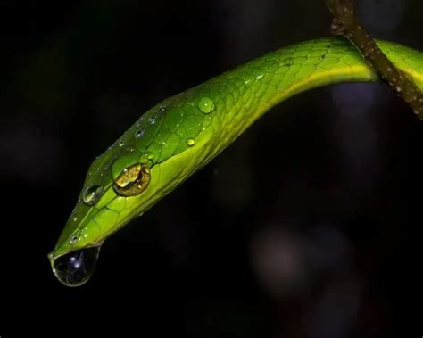 Green Vine Snake - Facts, Diet, Habitat & Pictures on Animalia.bio