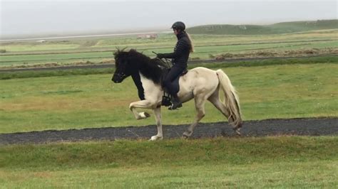 Icelandic Horse - Tolt - YouTube