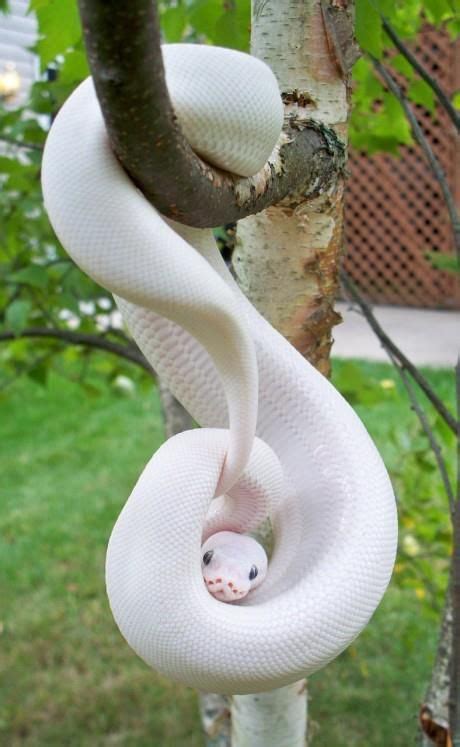 White python. These are patternless , except for the northern white ...