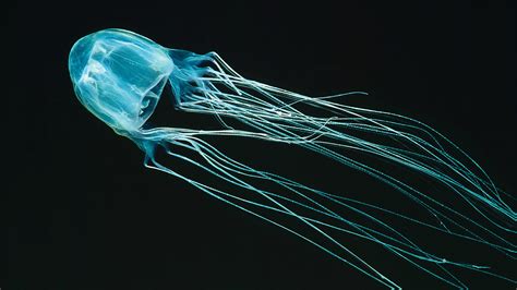 Deadly Box Jellyfish Sighting In Sentosa, Public Advised Not To Swim In Area For 2 Weeks