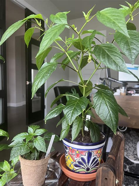 Up-potting a fruiting pepper plant : r/HotPeppers