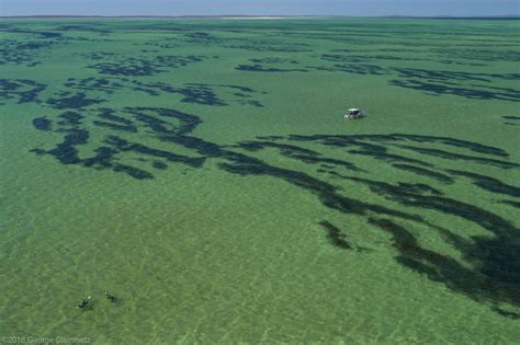 Wetlands Australia 32: Working together to assist seagrass recovery at Shark Bay - DCCEEW