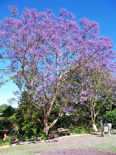 Jacaranda Trees delicate leaves purple flowers | Spain Info