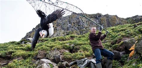 Disappearing Puffins Bring an Icelandic Hunting Tradition Under ...