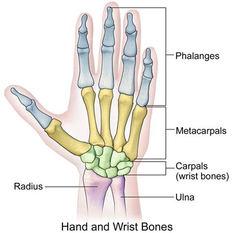 Hand Anatomy and Function | Bone and Spine | Hand anatomy, Muscle ...