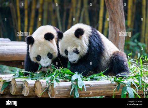 Two cute giant pandas playing together Stock Photo - Alamy