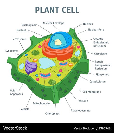 Cartoon plant cell anatomy banner card poster Vector Image