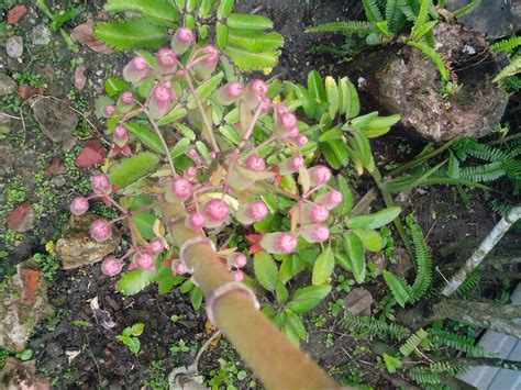 Wonder of the world in full bloom -Bryophyllum pinnatum | Wonders of the world, Plants, Bloom