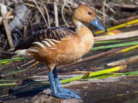 Browse by Family, All About Birds, Cornell Lab of Ornithology