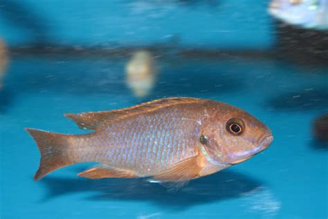 Rusty Cichlid (Iodotropheus sprengerae): Ultimate Care Guide - Fish Laboratory