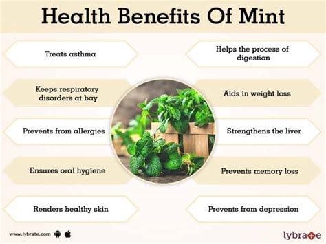 Benefits of Mint And Its Side Effects | Lybrate