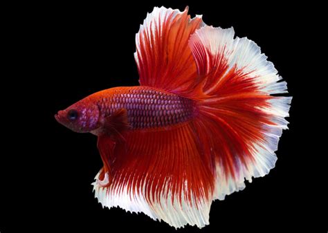 Rosetail Betta Complete Care Guide: A New Variety Of Betta