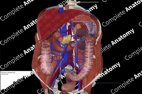 Cecum Location Diagram