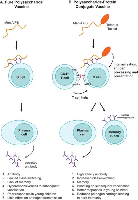 Conjugate vaccine technology used in meningococcal A vaccine for... | Download Scientific Diagram