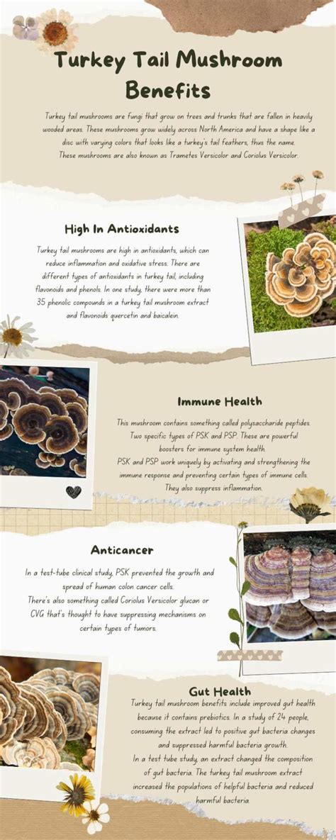 Turkey Tail Mushroom Benefits – The Top Supplements