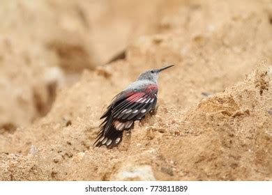 242 Wallcreeper Bird Images, Stock Photos & Vectors | Shutterstock