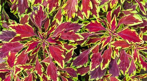 Deck Flower Pots, Indoor Plants Low Light, Creeping Jenny, Dragon Heart ...