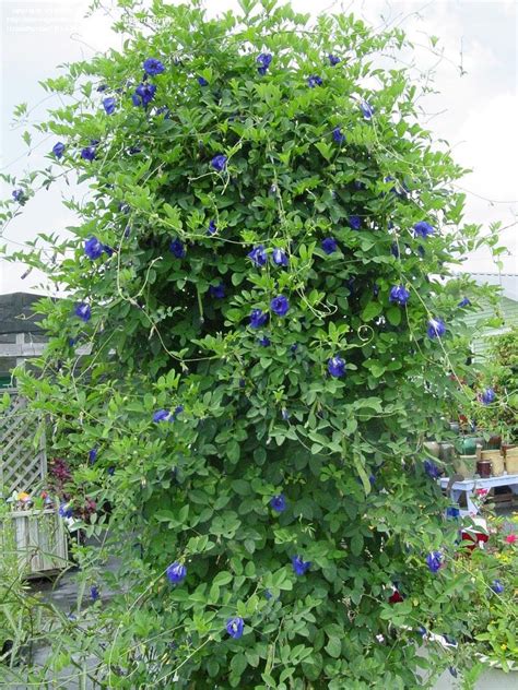 PlantFiles Pictures: Clitoria, Bluebell, Blue Pea Vine, Butterfly Pea ...