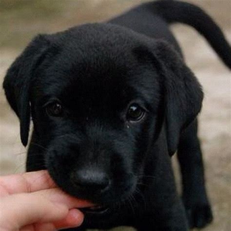 17 Best images about Black Labs!! on Pinterest | Lab puppies, Puppys and Black dogs