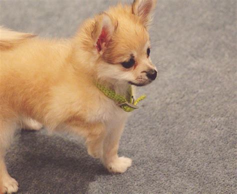 My #pomchi Puppy, snickers | Cute animals, Puppies, Pets