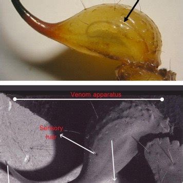 (PDF) Fine structure of the stinger, histology and histochemistry of the venom gland in the ...